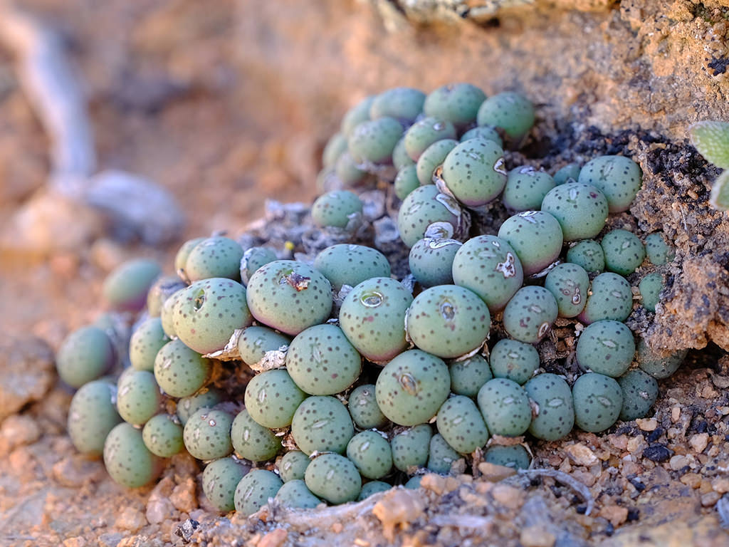 What is the smallest Conophytum?