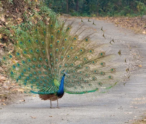 What does seeing a peacock mean spiritually?